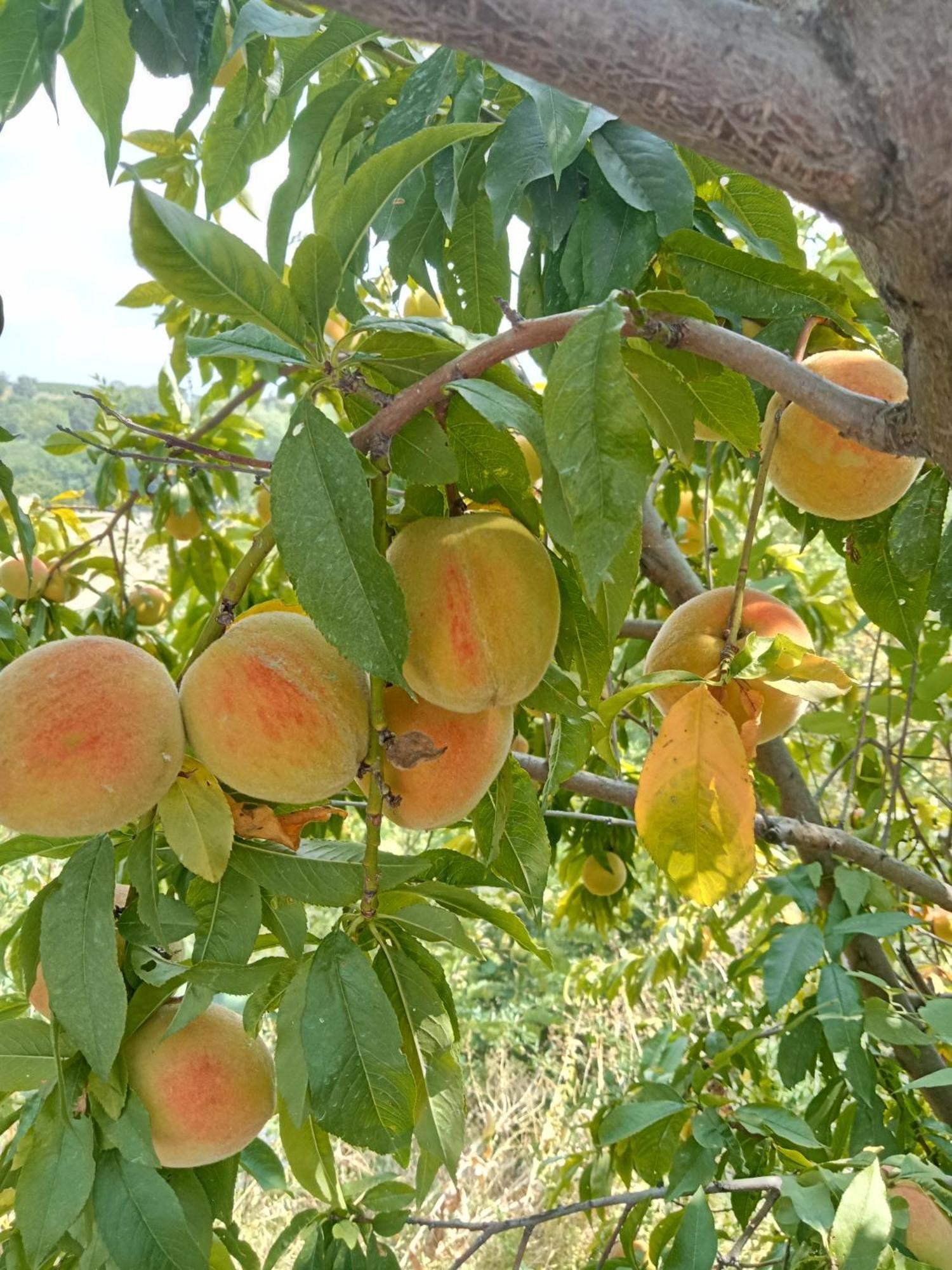 Agriturismo Bric Di Gai Monforte dʼAlba Zewnętrze zdjęcie